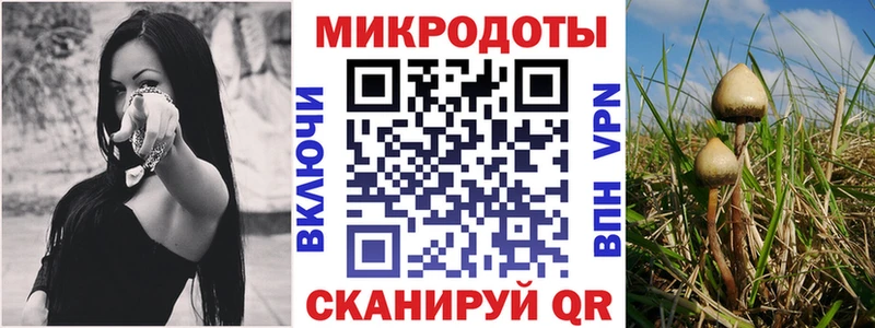 купить наркотики цена  Багратионовск  Псилоцибиновые грибы мицелий 